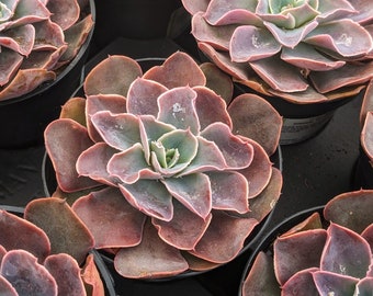 Echeveria Rico succulent Gift