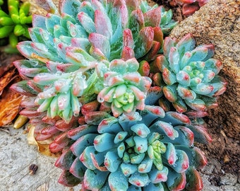 Echeveria blue elf Succulent,1/2/3/4 pcs, drought tolerant, rosette, Rare succulent,blue succulent, flowering succulents