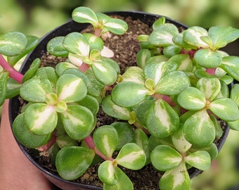 Kaleidoscope Succulent- Variegated Portulacaria Afra - Etsy