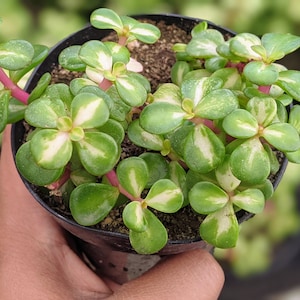 Portulacaria kaleidoscope, Variegated plant, variegated succulent,Succulent,Rare Succulent collection