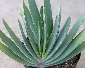 8" Fan aloe, Aloe plicatilis, Kumara plicatilis, rare aloe plant, rare succulent, rare plant, Succulent, house plant