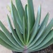 see more listings in the Succulents section