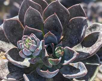 Echeveria Dark Moon,Echeveria succulent, Dark succulent, Rare succulent,succulent collection, succulent plants