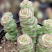 see more listings in the Succulents section