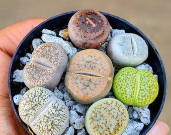 6 Lithops "living stones",butt plants,lithops, rock plant, bareroot, lithops live plant, lithops sp,lithops set