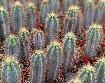 Blue Torch Cactus, Pilosocereus Azureus, Live Plant