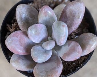 Pink moonstone Succulent,pachyphytum oviferum, 2.5", pink succulent,small plant