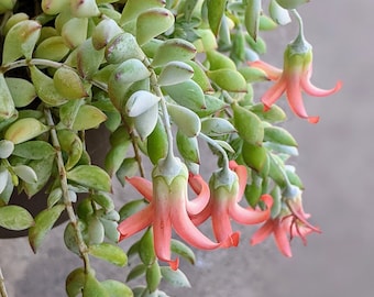 May include: A succulent plant with long, green leaves and bright pink flowers. The flowers are shaped like bells and have a delicate, almost translucent appearance.
