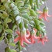 see more listings in the Hanging Plant section