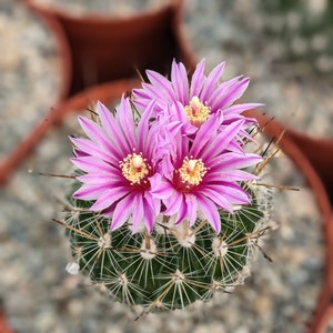 Stenocactus Lloydii, flowering cactus, house plant