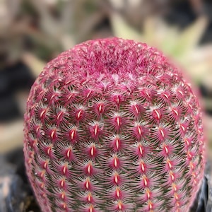 3.5" Rainbow Cactus, Rainbow hedgehog, pink cactus,echinocereus rigidissimus,live plant,cactus plant,house plant, indoor succulent