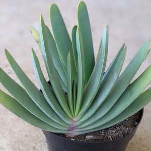 8" Fan aloe, Aloe plicatilis, Kumara plicatilis, rare aloe plant, rare succulent, rare plant, Succulent, house plant