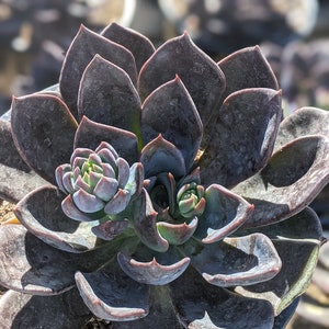 Echeveria Dark Moon,Echeveria succulent, Dark succulent, Rare succulent,succulent collection, succulent plants