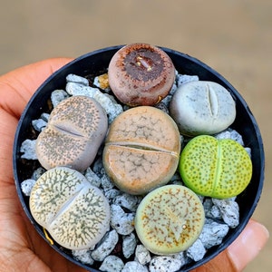 6 Lithops living stones,butt plants,lithops, rock plant, bareroot, lithops live plant, lithops sp,lithops set image 1