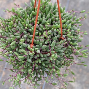 Full Ruby Necklace, Othonna capensis Live Hanging Plant,house Plant,hanging Succulent,indoor Plant,Holiday gift