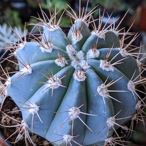 Melocactus azureus,blue cactus,Live Cactus Plant,House Plant,Succulent, gift box, blue cactus, gift for him
