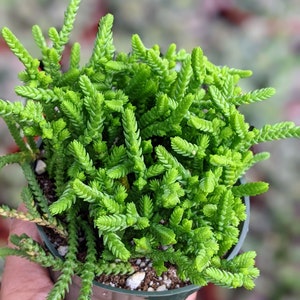 3.5" potted Crassula muscosa Watch Chain, Princess Pine,live plant, house plant, live succulent