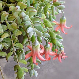 2",4" and 6" Cotyledon Pendens,Rare Cliff Cotyledon, Live Hanging Plant, house Plant,indoor Plant,Hanging Succulent,rare hanging plant