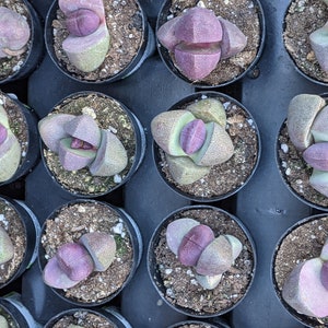 Pleiospilos nelii royal flush,potted plant,split rock, house plant,live plant, thank you gift, birthday gift,small purple plant