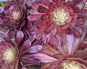 4 quot Premium Aeonium mardi gras , rosette, pink succulent, rare succulent,colorful succulent,aeonium collection, aeonium plant