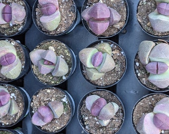 Pleiospilos nelii royal flush,potted plant,split rock, house plant,live plant, thank you gift, birthday gift,small purple plant