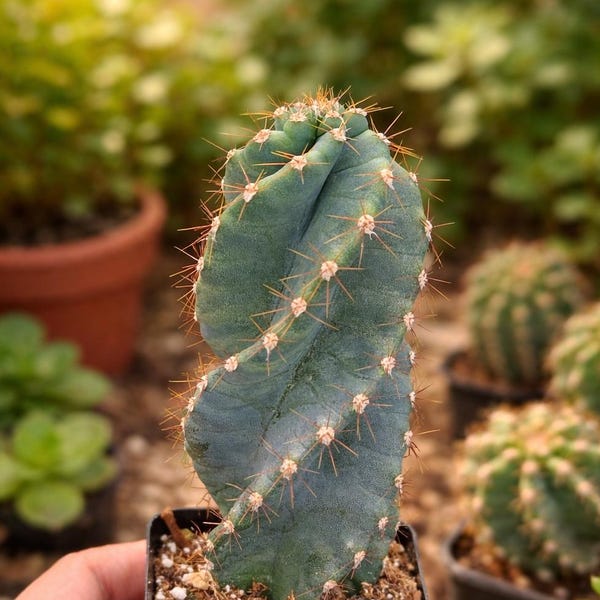 Spiral Cactus, Cereus Forbesii Spiralis Twisted Cactus