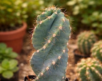 Spiral Totem Pole Cactus! Rare Lophocereus Schottii Monstrose Spiralis,  Twisted, Arizona Grown, Tall Cacti / Succulent, 12 Inch Cutting - Etsy