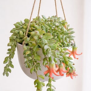 Rare Cliff Cotyledon Pendens, Hanging Succulent Plant