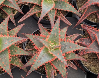 aloe für die haut Aloe Vera Spray aus der Apotheke main image 1