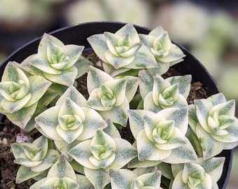 Variegated crassula perforata,2.5" or 3.5",Live Succulent Plant, House Plant, succulent, indoor Plant