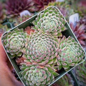 Sempervivum Sweet, Cold Hardy Succulents, Sempervivum Plant, Succulents,  Colorful Succulents - Etsy