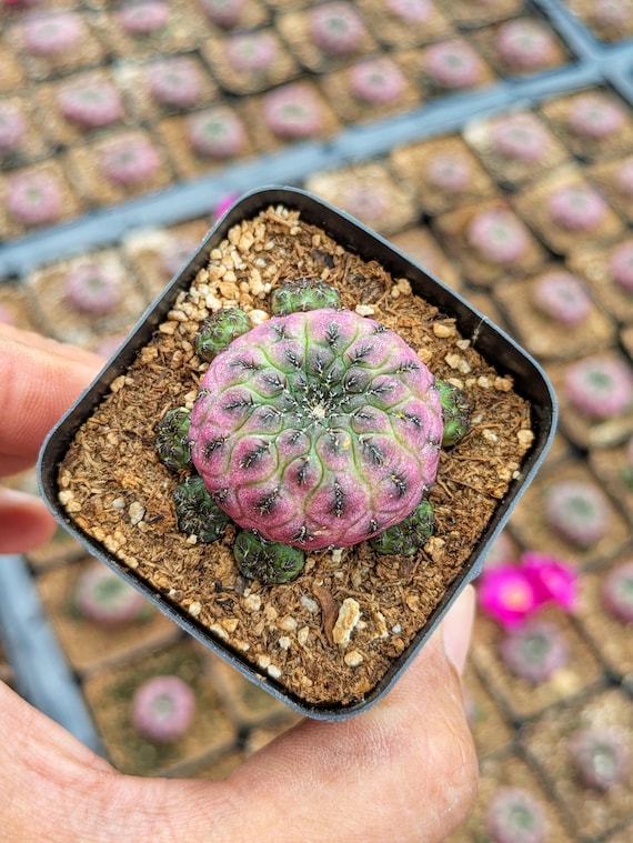 mammillaria gracilis oruga Mammillaria Gracilis Oruga (Thimble Cactus)