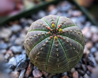 Euphorbia obesa, baseball plant, small plant succulent