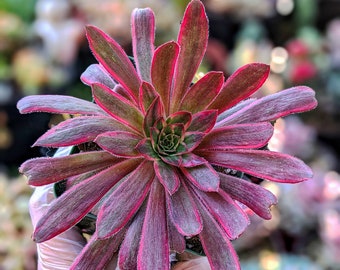 4" Aeonium 'firecracker', dark aeonium, pink succulent, rare succulent,colorful succulent,aeonium collection, aeonium plant