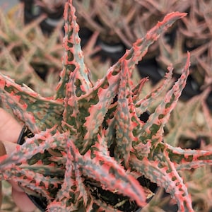 Aloe hybrid &#39;oik&#39;, rare aloe plant, rare succulent, rare plant, Succulent, house plant