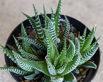 Zebra plant, haworthia fasciata, indoor Succulents, succulent beginner plant, houseplant, indoor plant
