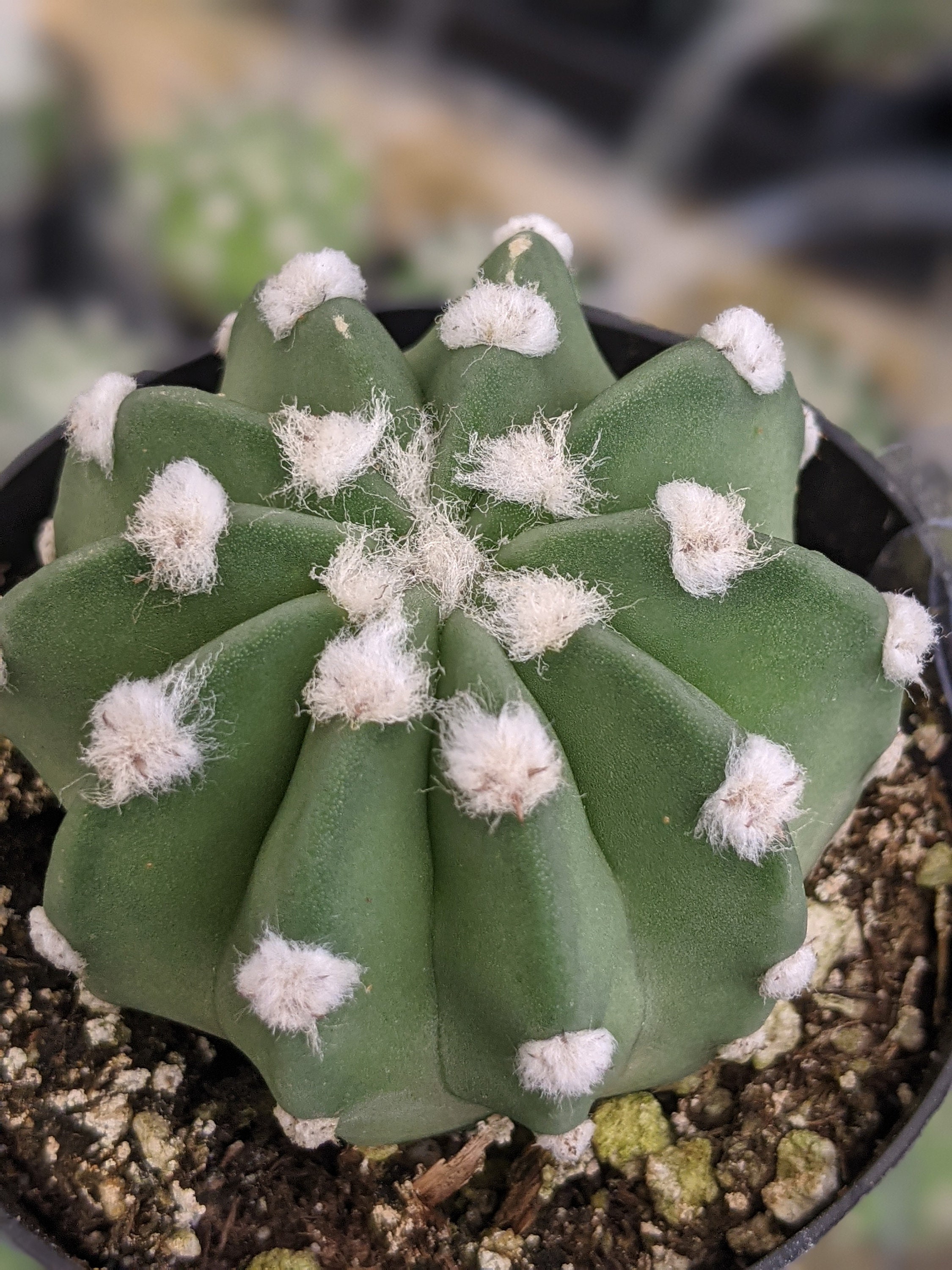 Easter Lily Cactus (echinopsis Subdenudata): Flowering Domino Cactus - Etsy