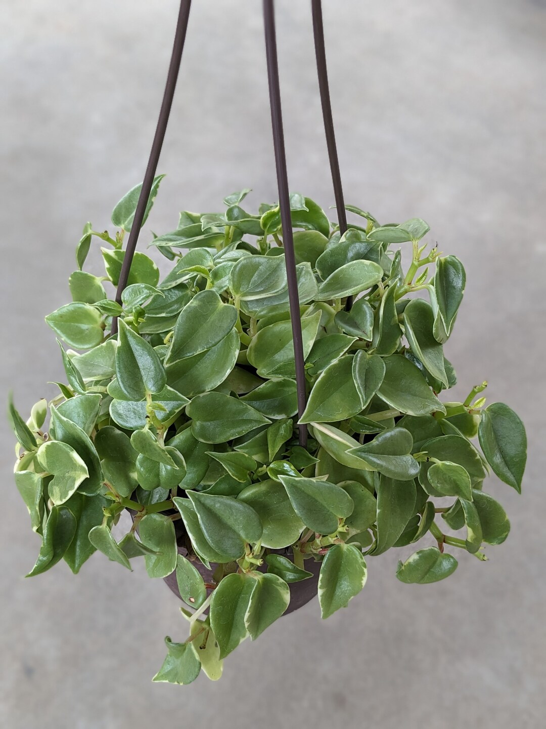 Cupid Peperomia Variegated, Live Hanging Plant, House Plant,indoor