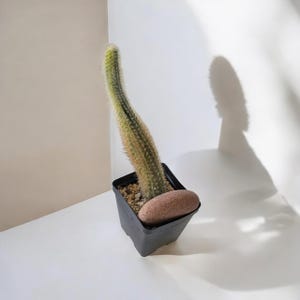 May include: A tall, slender, light green cactus with fine spines planted in a small, square black plastic pot. A smooth, oval-shaped reddish-brown stone rests on the soil surface inside the pot next to the base of the cactus stem.