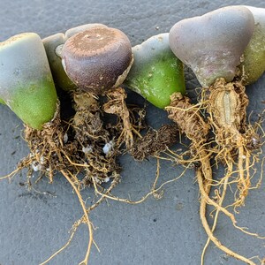 6 Lithops living stones,butt plants,lithops, rock plant, bareroot, lithops live plant, lithops sp,lithops set image 2