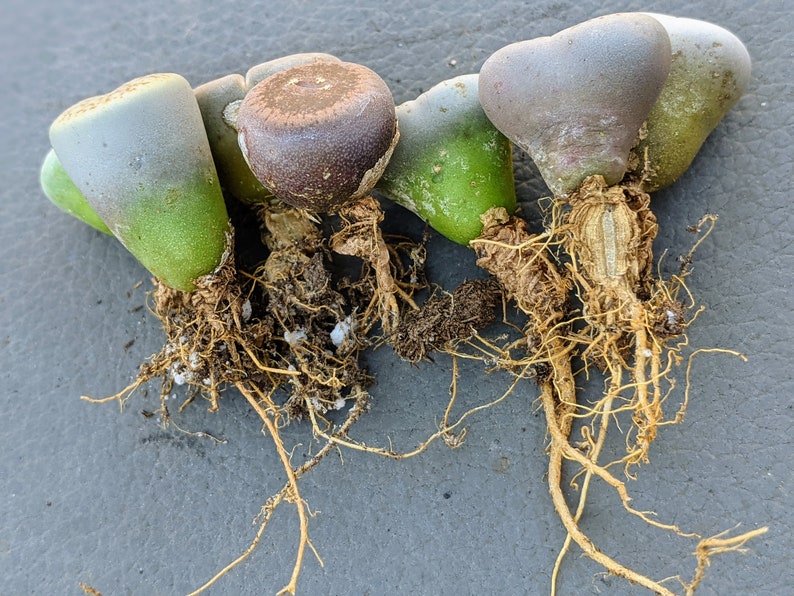 6 Lithops "living stones" - Thumbnail 5