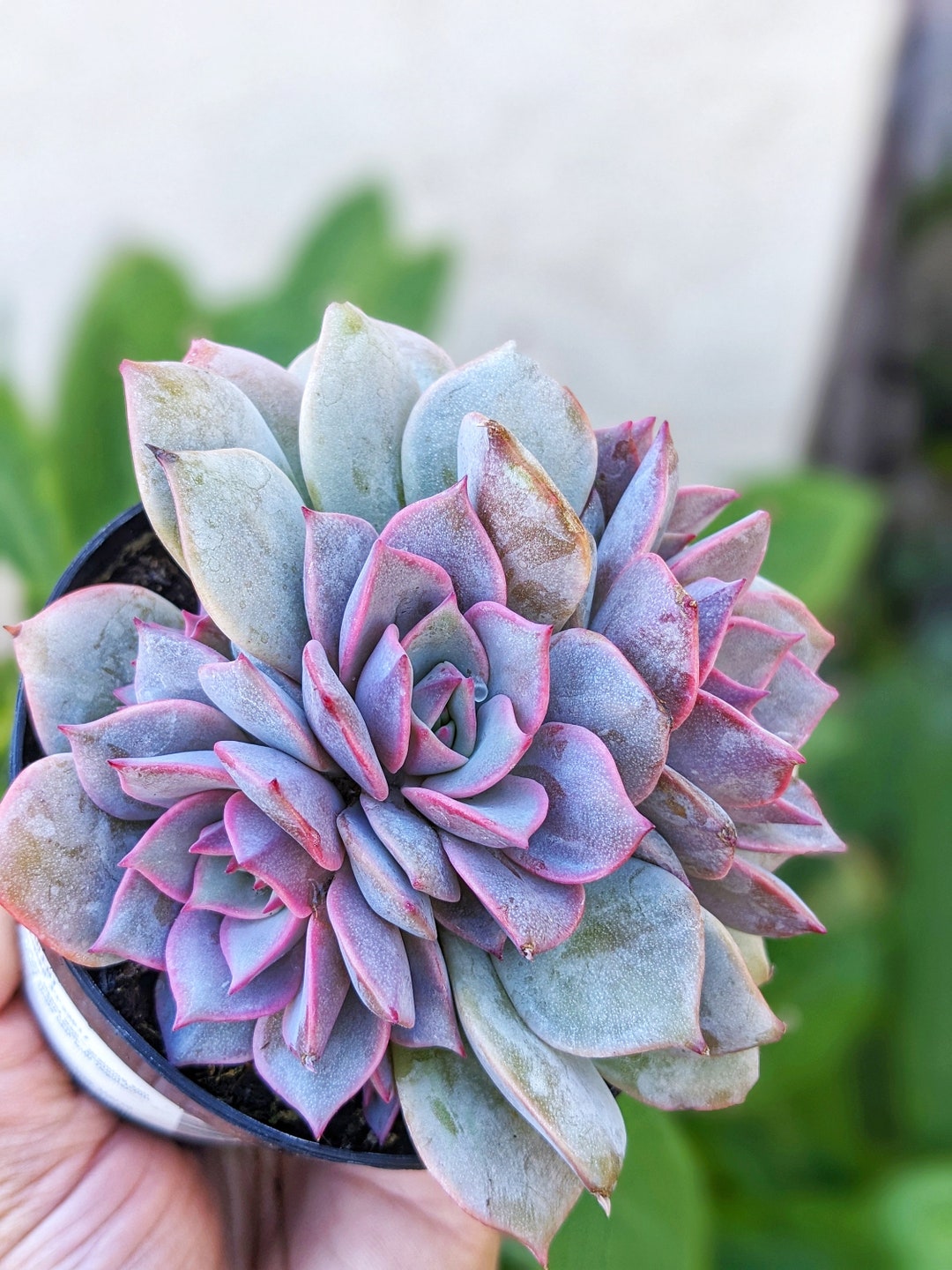 Echeveria Angel Kisses, 3.5, Rare Succulent, Pink Lola Hybrid Succulent