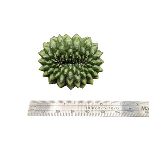 Crested Gymnocalycium Inermis, thornless cactus, Spineless cactus, Live Cactus plant, live cactus, gymnocalycium plant
