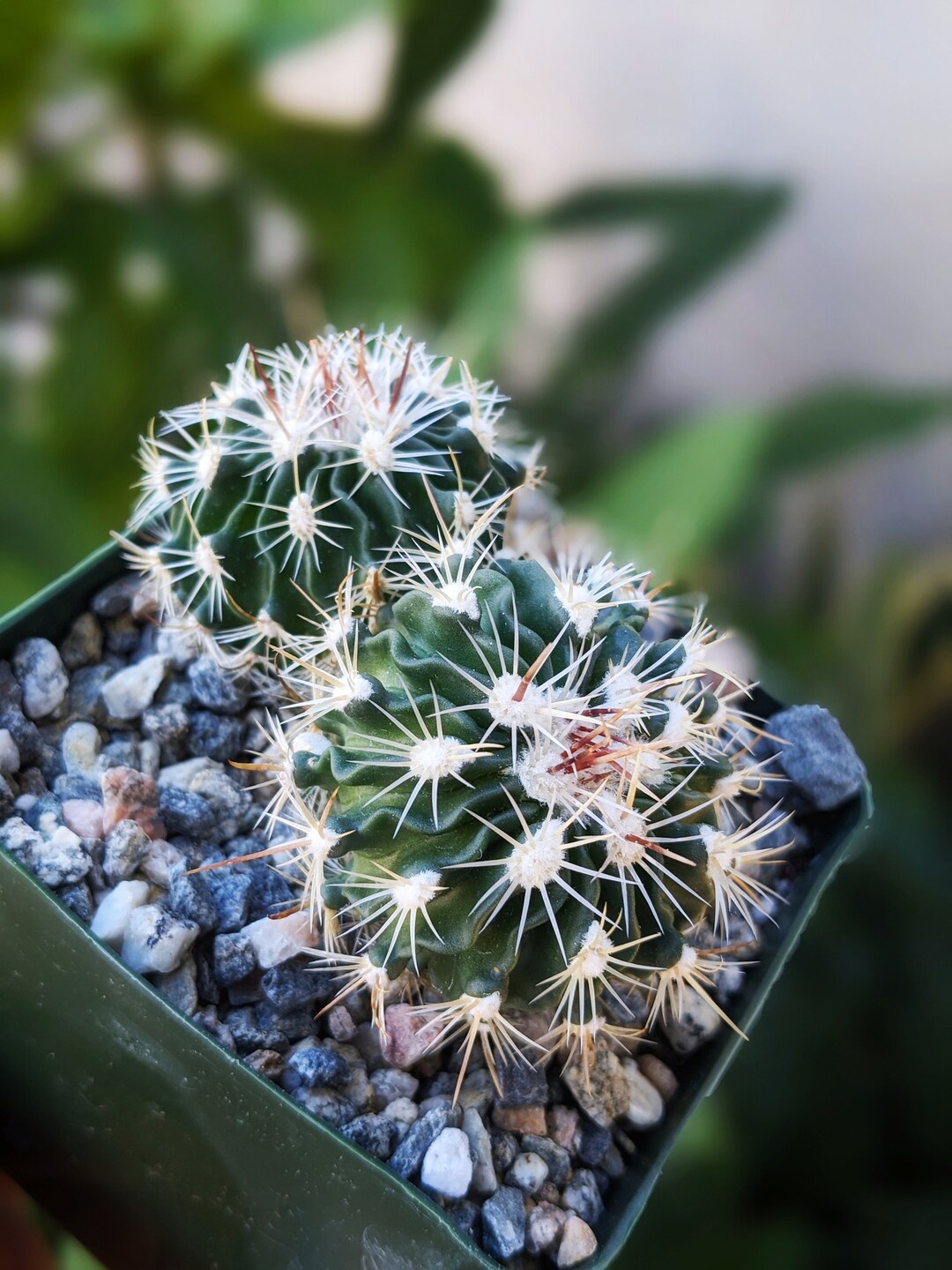 Clustered Stenocactus Hybrid, Flowering Cactus, House Plant, Rare
