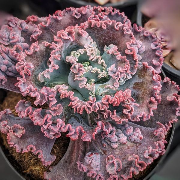 Echeveria gorgon's grotto purple, 8", fairy garden plant, live succulent plant,house plants, succulents