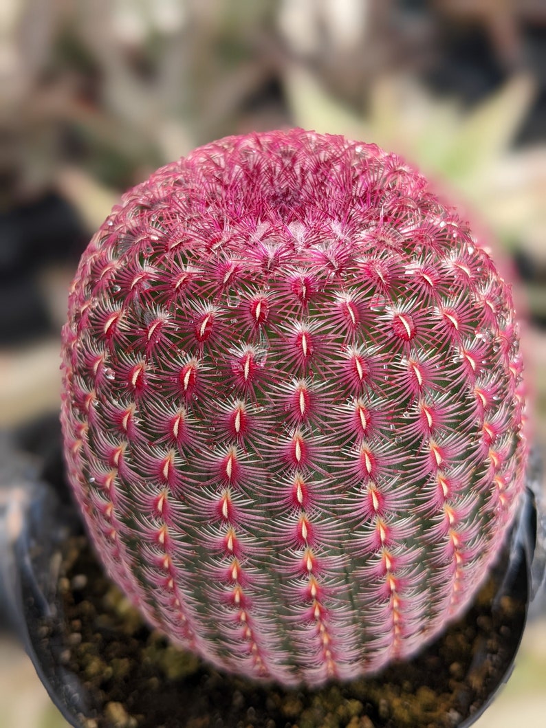 Rainbow Hedgehog Cactus: Echinocereus Rigidissimus Live Plant - Thumbnail 3