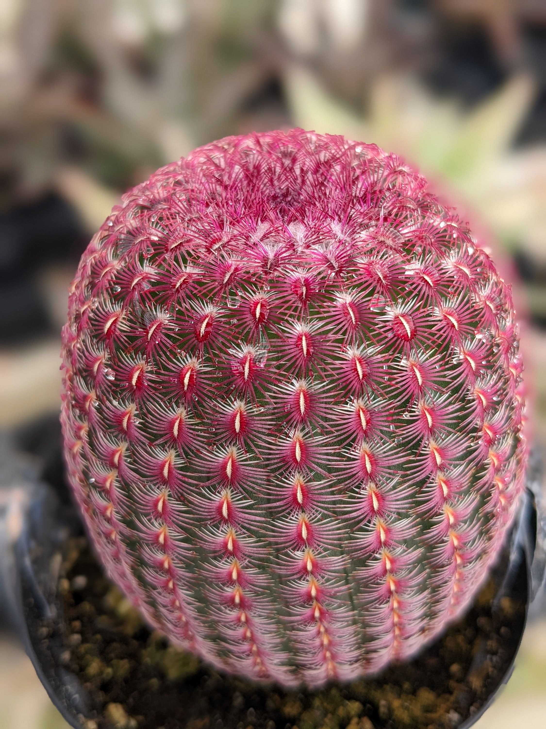 talking cactus toy price Wiggling Talking Cactus, Christmas Cactus