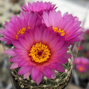 Parodia werneri,notocactus uebelmannianus, cactus collectibles,Iive plant, flowering cactus,cactus flower