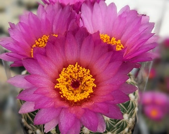 Parodia werneri,notocactus uebelmannianus, cactus collectibles,Iive plant, flowering cactus,cactus flower