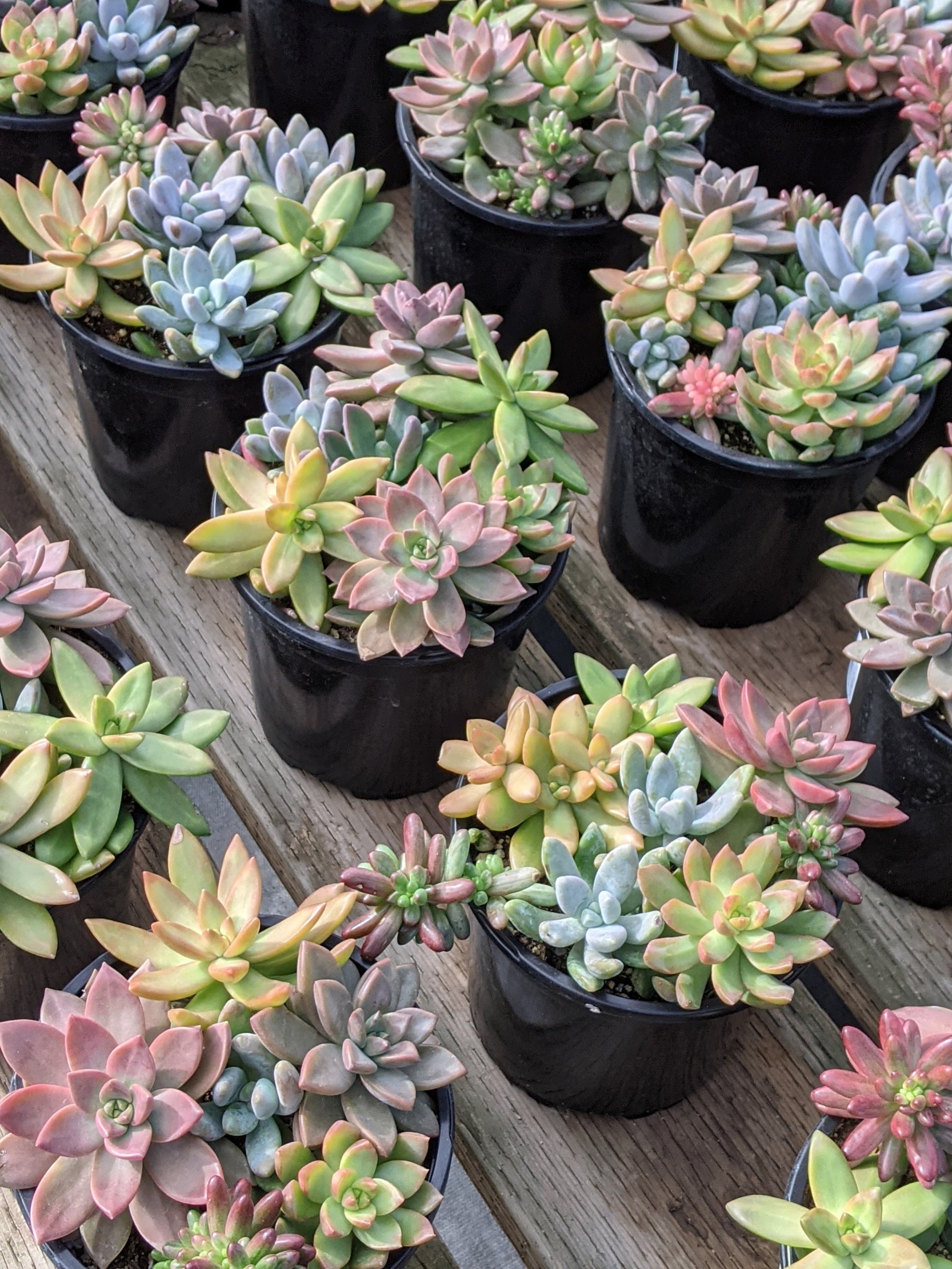 Rainbow succulent mix Plants, colorful succulent mix, Spring gift, di…